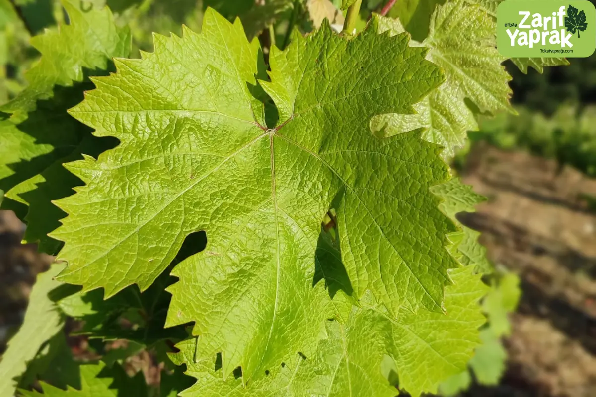 Tokat yaprağı özellikleri ve fiziği