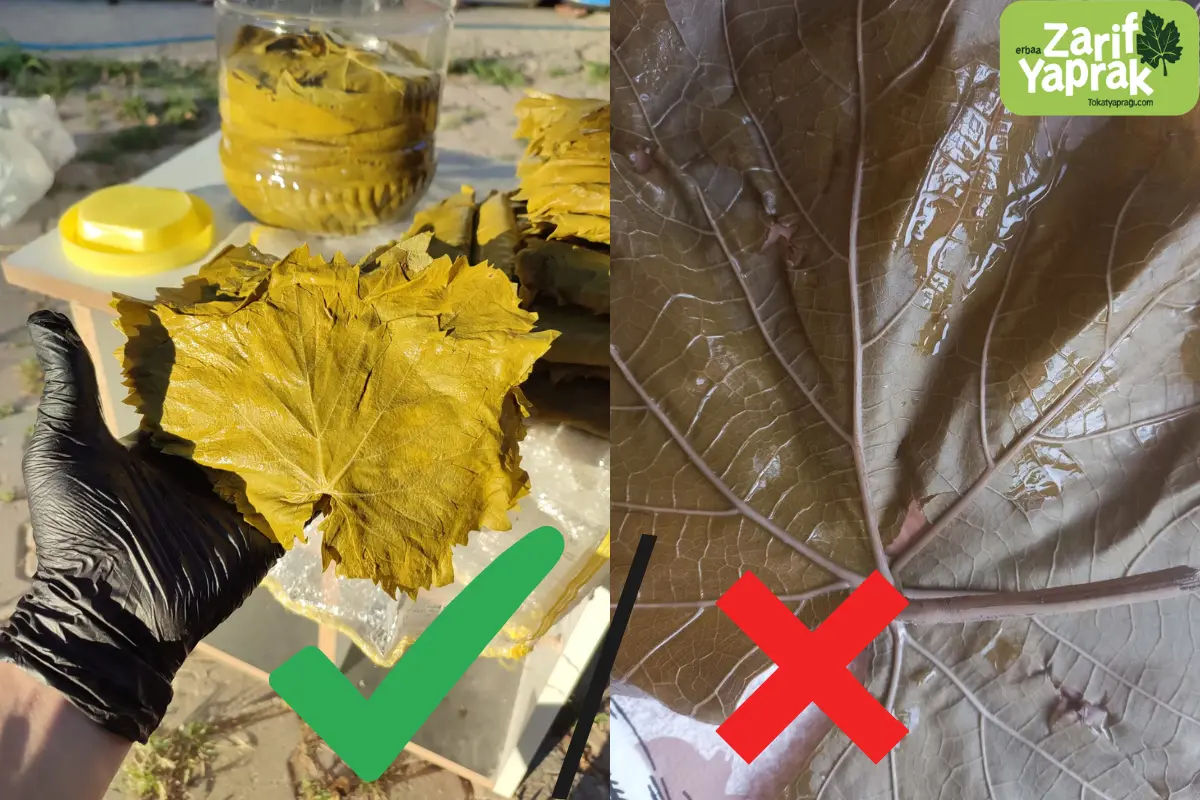 Tokat yaprağı ve diğer bölge yapraklarının arasındaki fark