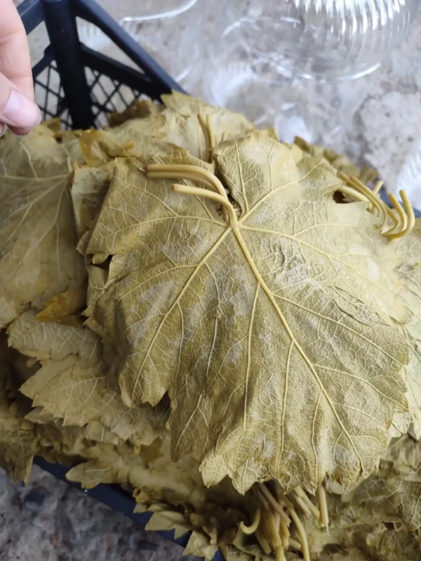Fazla tuzunu bırakması için suda bekletilen salamura yapraklar