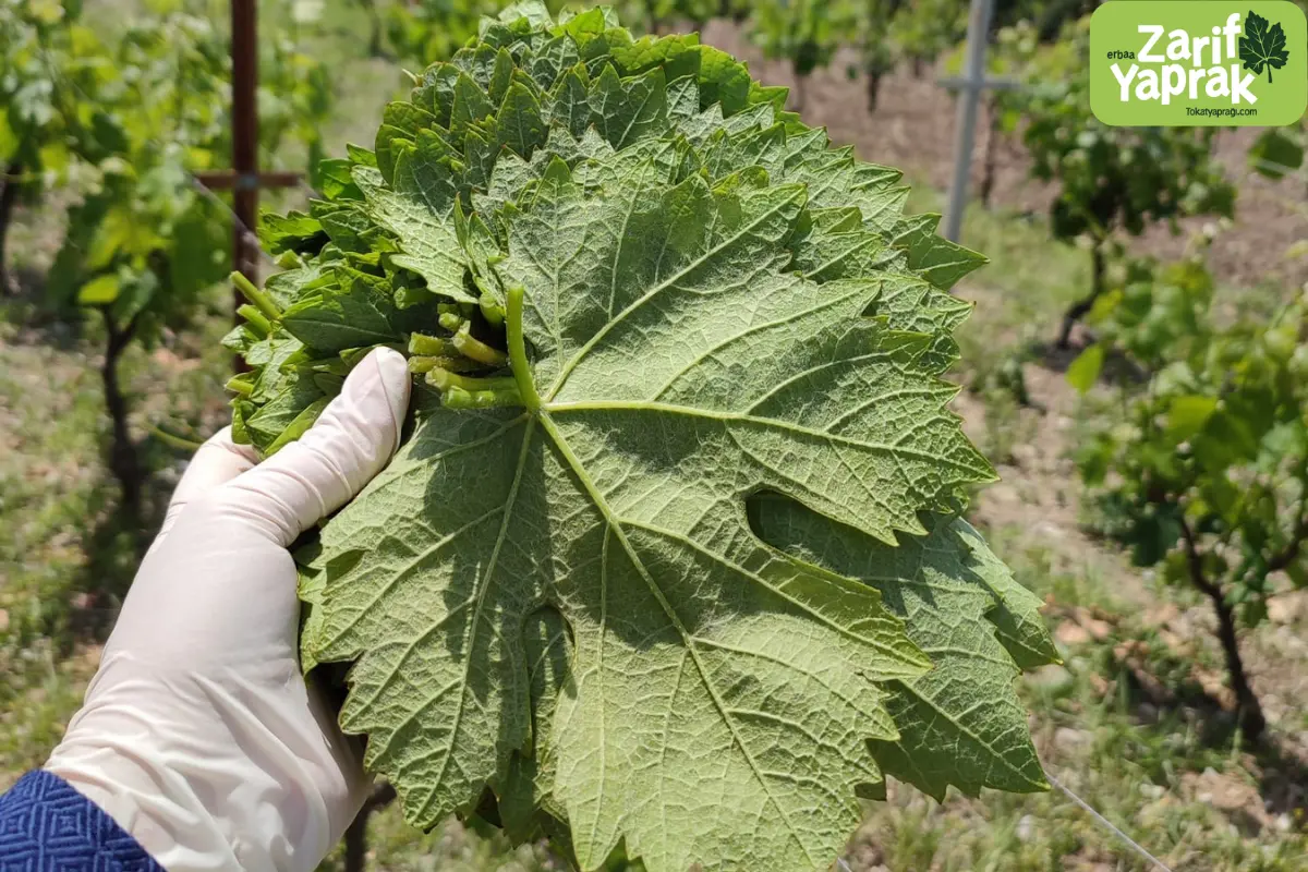 salamuralik yaprak sezonu