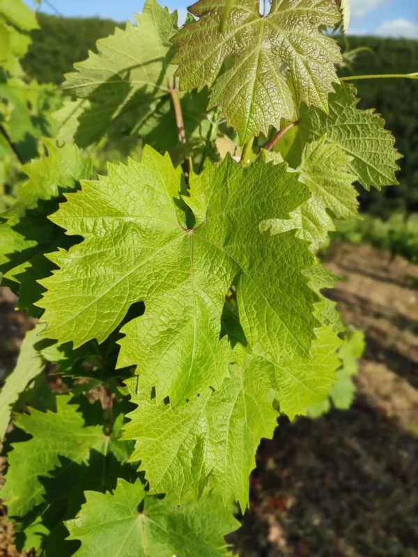 Sarma için en iyi yaprak nasıl olmalı? İnce yapılı, az damarlı, kolay sarılan Tokat Erbaa salamura asma yaprağı ile lezzetli yaprak sarmaları hazırlayın.